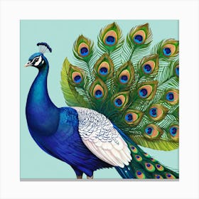 Peacock 4 Canvas Print