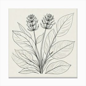 Drawing Of A Flower Canvas Print