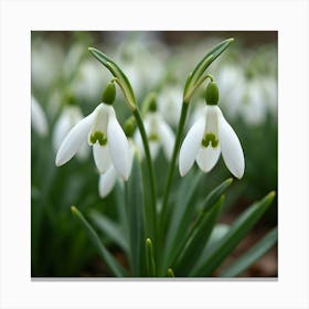 A Field Of Delicate Snowdrop Flowers Emerging In Early Spring 2 Canvas Print