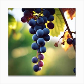 Grapes On The Vine 43 Canvas Print