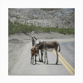 little donkeys Canvas Print