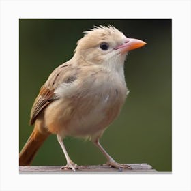 Nymphalidae Canvas Print