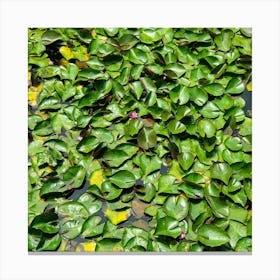 Water Lilies Canvas Print