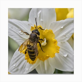 Bee On Daffodil Canvas Print