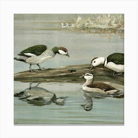 Ducks 2 Canvas Print