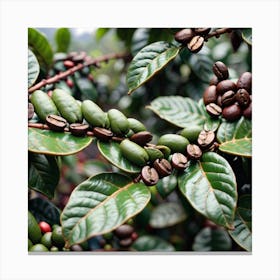 Coffee Beans On A Tree 5 Canvas Print