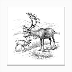 Reindeer Canvas Print