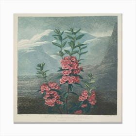 Narrow Leaved Kalmia (1799–1807) Canvas Print