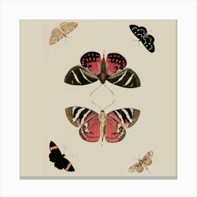 Butterflies And Moths Canvas Print