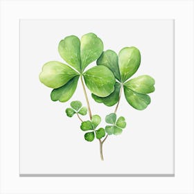 Four Leaf Clover 13 Canvas Print