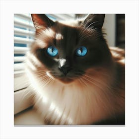 Cat With Blue Eyes Canvas Print