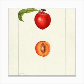 Apricot Canvas Print