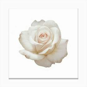 White Rose 1 Canvas Print