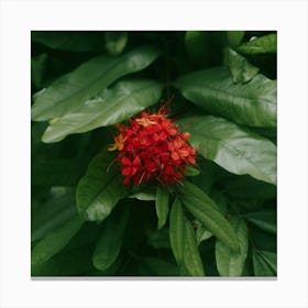 Tropical Red Canvas Print