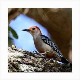 Woodpecker Bird Canvas Print