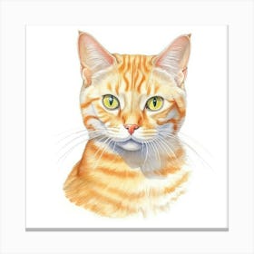 Mandarin Cat Portrait 3 Canvas Print