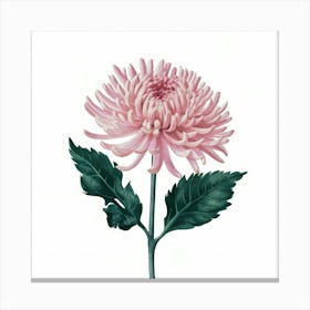 Pink Chrysanthemum Canvas Print