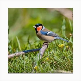 Rufous-Tailed Robin Canvas Print