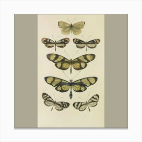 Collection Of Butterflies Canvas Print