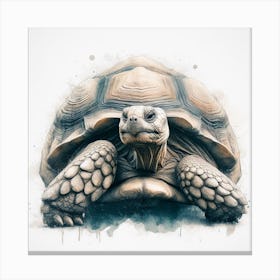 Tortoise Canvas Print