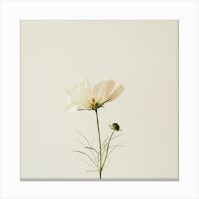 Single White Flower Canvas Print