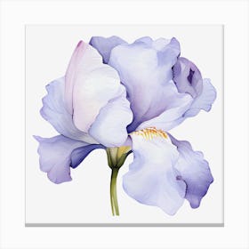 Watercolor Iris Flower Canvas Print