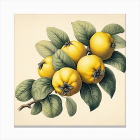 Yellow Quince Branch 1 Canvas Print