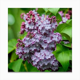 Lilas 2 Canvas Print