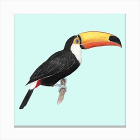 Toco Toucan Bird Square Canvas Print