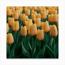 Yellow Tulips 2 Canvas Print