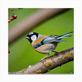Bird Natural Wild Wildlife Tit Sparrows Sparrow Blue Red Yellow Orange Brown Wing Wings 2023 11 26t105249 Canvas Print