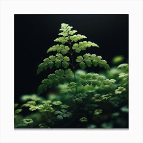 Fern Leaf Canvas Print