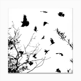 Black And White Crows Canvas Print