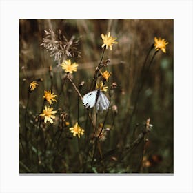 White Butterfly In The Countryside  Colour Nature Photography Square Canvas Print