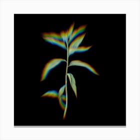 Prism Shift Dayflower Botanical Illustration on Black n.0193 Canvas Print