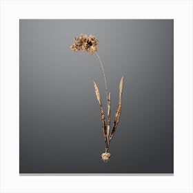 Gold Botanical Ixia Filiformis on Soft Gray n.3591 Canvas Print