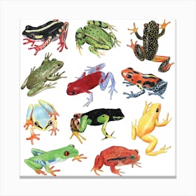 Frogs Square Canvas Print