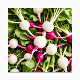 Radishes 39 Canvas Print