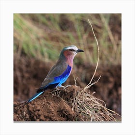 Blue-Winged Warbler Canvas Print