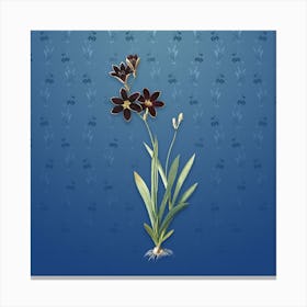 Vintage Ixia Grandiflora Botanical on Bahama Blue Pattern n.2421 Canvas Print