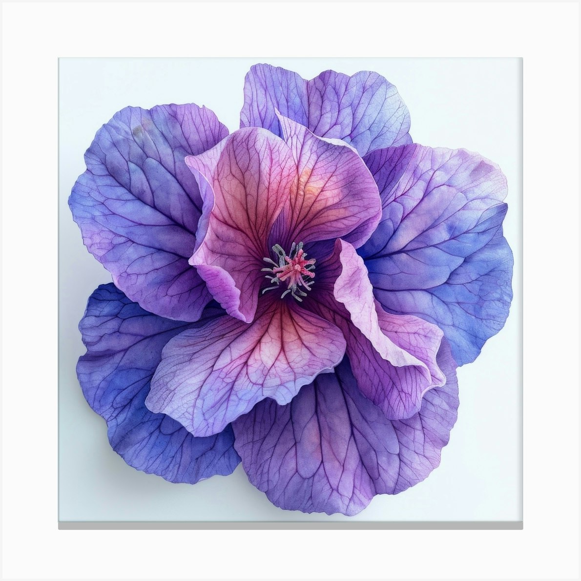 Purple Hibiscus Flower 1 Canvas Print by Aloke Design