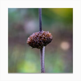 Single Burs Canvas Print