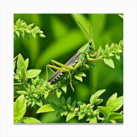 Grasshoppers Insects Jumping Green Legs Antennae Hopper Chirping Herbivores Garden Fields (14) Canvas Print