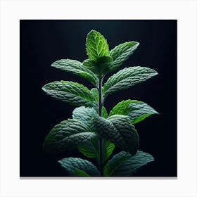 Mint Leaves On Black Background 1 Canvas Print