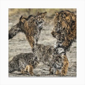 Lynx Fighting Canvas Print