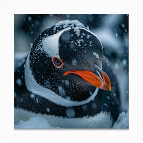 King Penguin 24 Canvas Print