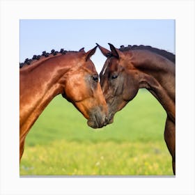 Horses Kissing Stock Videos & Royalty-Free Footage Canvas Print