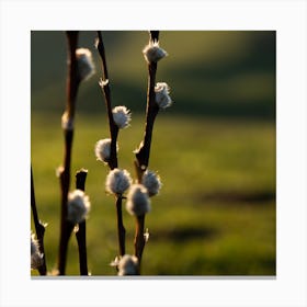 Canola Flower Canvas Print