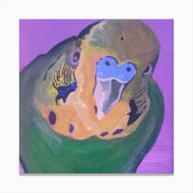 Joey the budgie  Canvas Print
