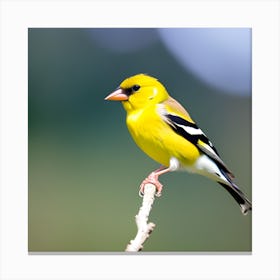 Goldfinch Canvas Print